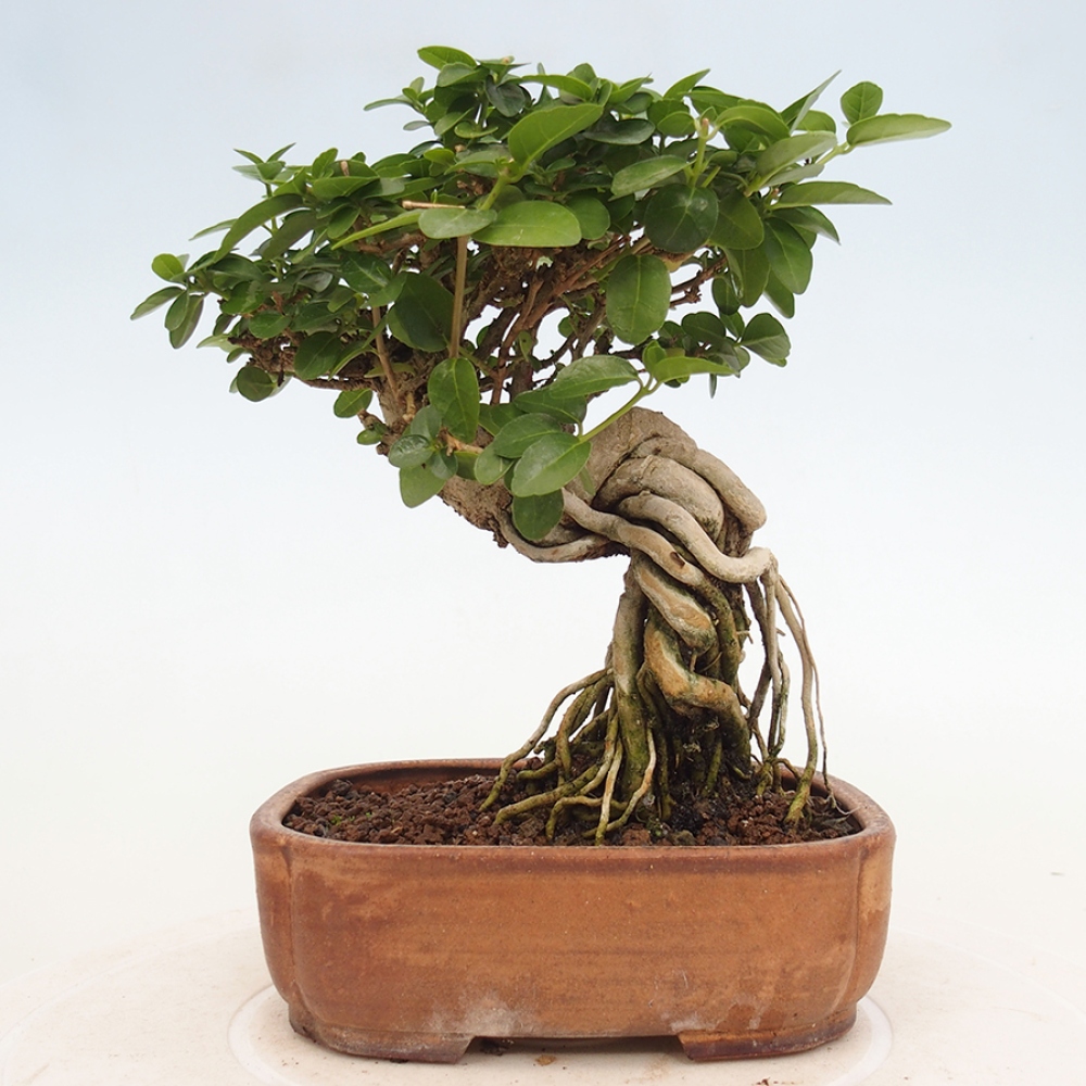 Pokojová bonsai - Premna serratifolia  - Kozlovoň malolistá