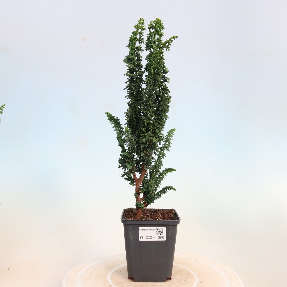 Venkovní bonsai - Cham. obtusa SEKKA HINOKI - Cypřišek
