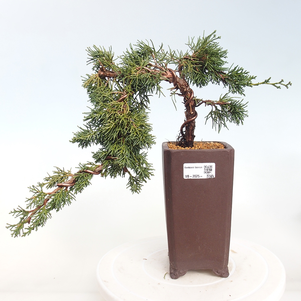 Venkovní bonsai - Juniperus chinensis Kishu -Jalovec čínský
