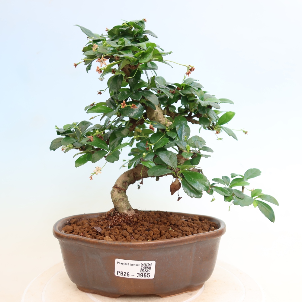 Pokojová bonsai - Carmona macrophylla - Čaj fuki