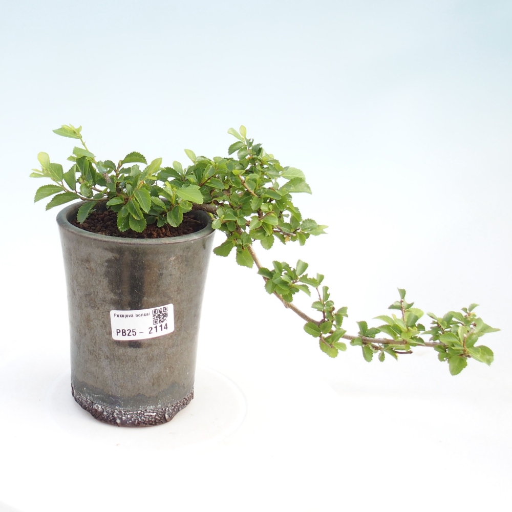 Pokojová bonsai - Grewia occidentalis - Hvězdice levandulová