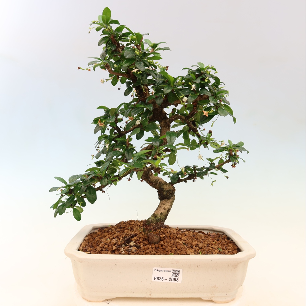 Pokojová bonsai - Carmona macrophylla - Čaj fuki