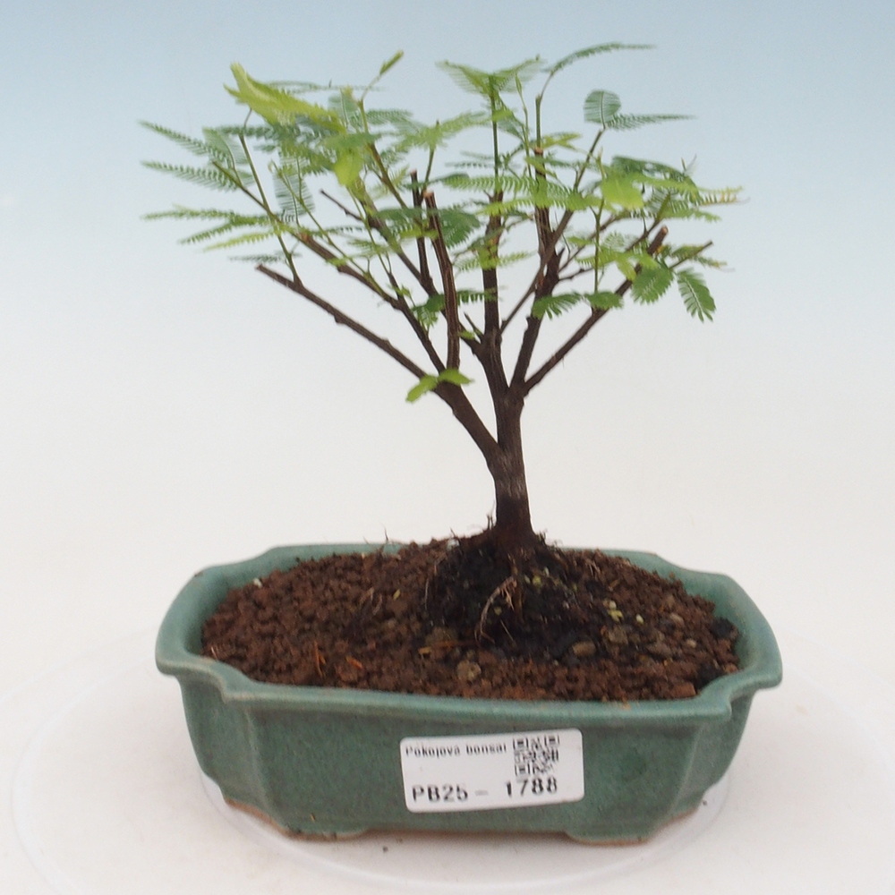 Pokojová bonsai-Calliandra surinamensis Dixie Pink - Kaliandra Suriámská