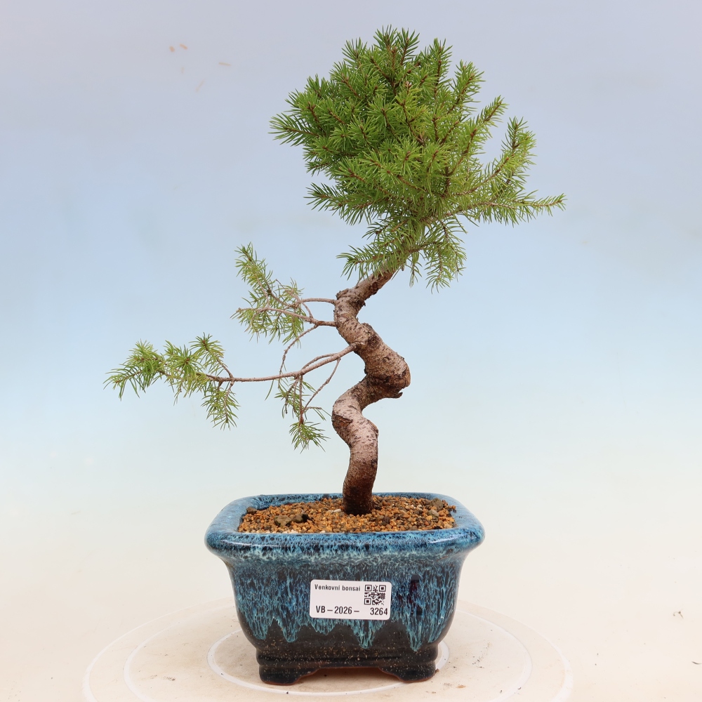 Venkovní bonsai- Smrk kulovitý - Picea glauca globe