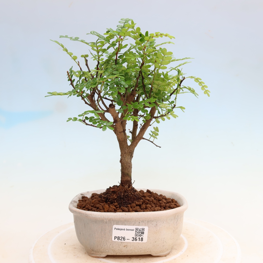 Pokojová bonsai - Zantoxylum piperitum - Pepřovník