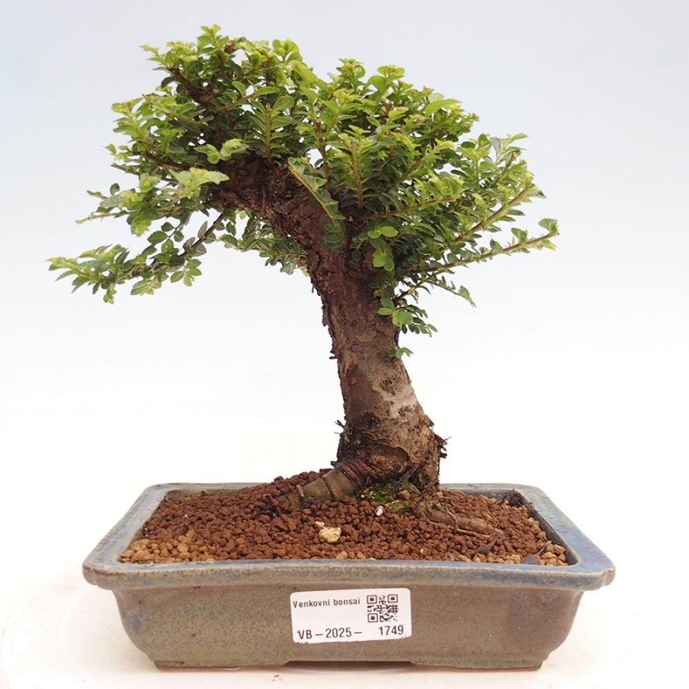 Venkovní bonsai - Ulmus parvifolia Hokkaido - jilm Činski