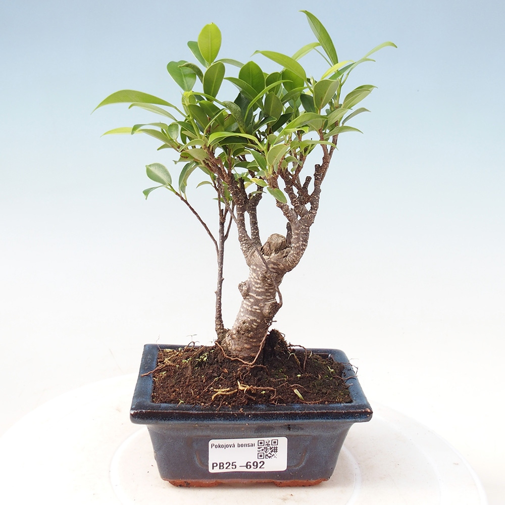 Pokojová bonsai Ficus retusa kimmen
