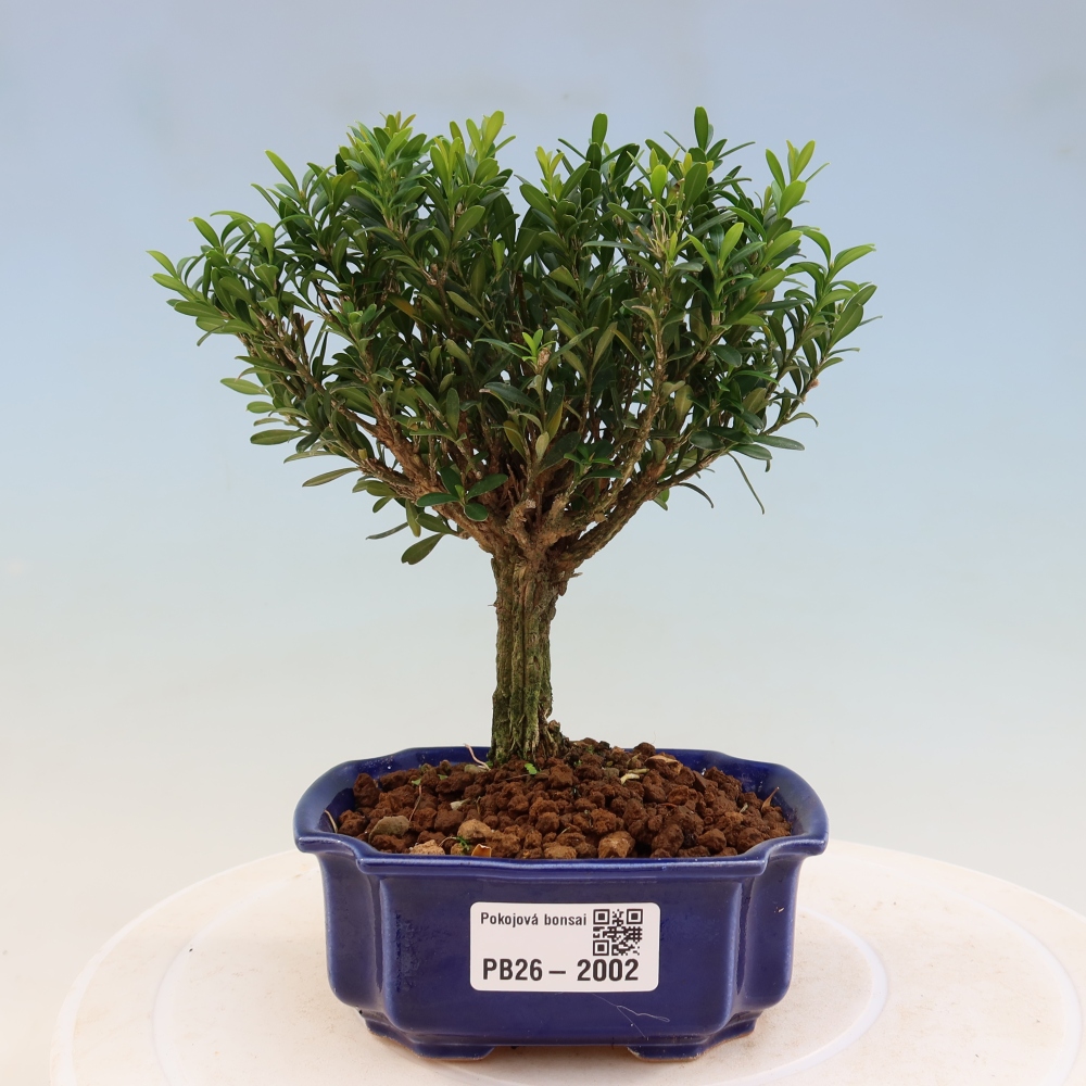Pokojová bonsai - Buxus harlandii -korkový buxus