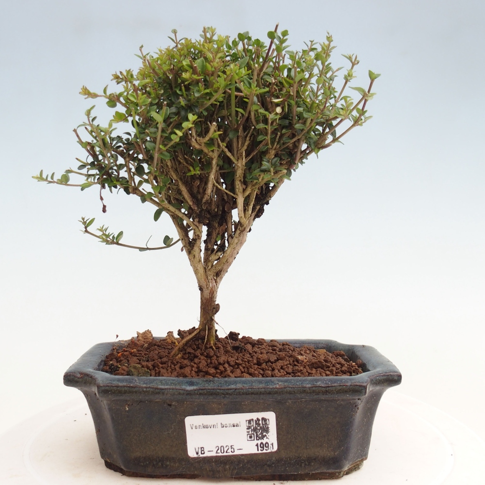 Venkovní bonsai-Lonicera nitida Twiggy -Zimolez
