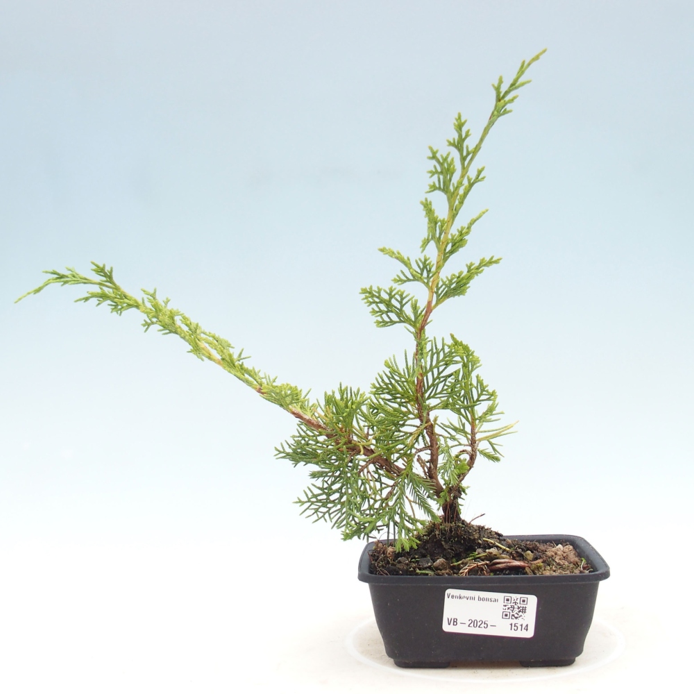 Venkovní bonsai - Juniperus chinensis Itoigawa -Jalovec čínský