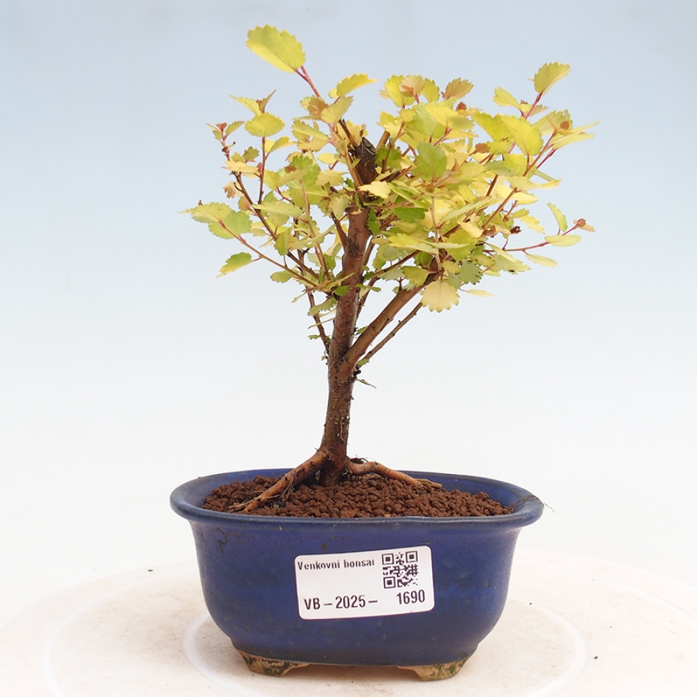 Venkovní bonsai - bříza trpasličí - Betula NANA Treasure