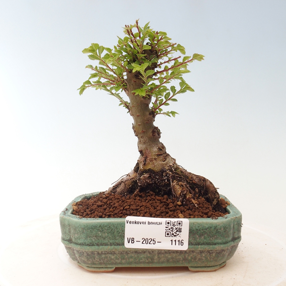 Venkovní bonsai - Ulmus parvifolia Sagei - Malolistý jilm