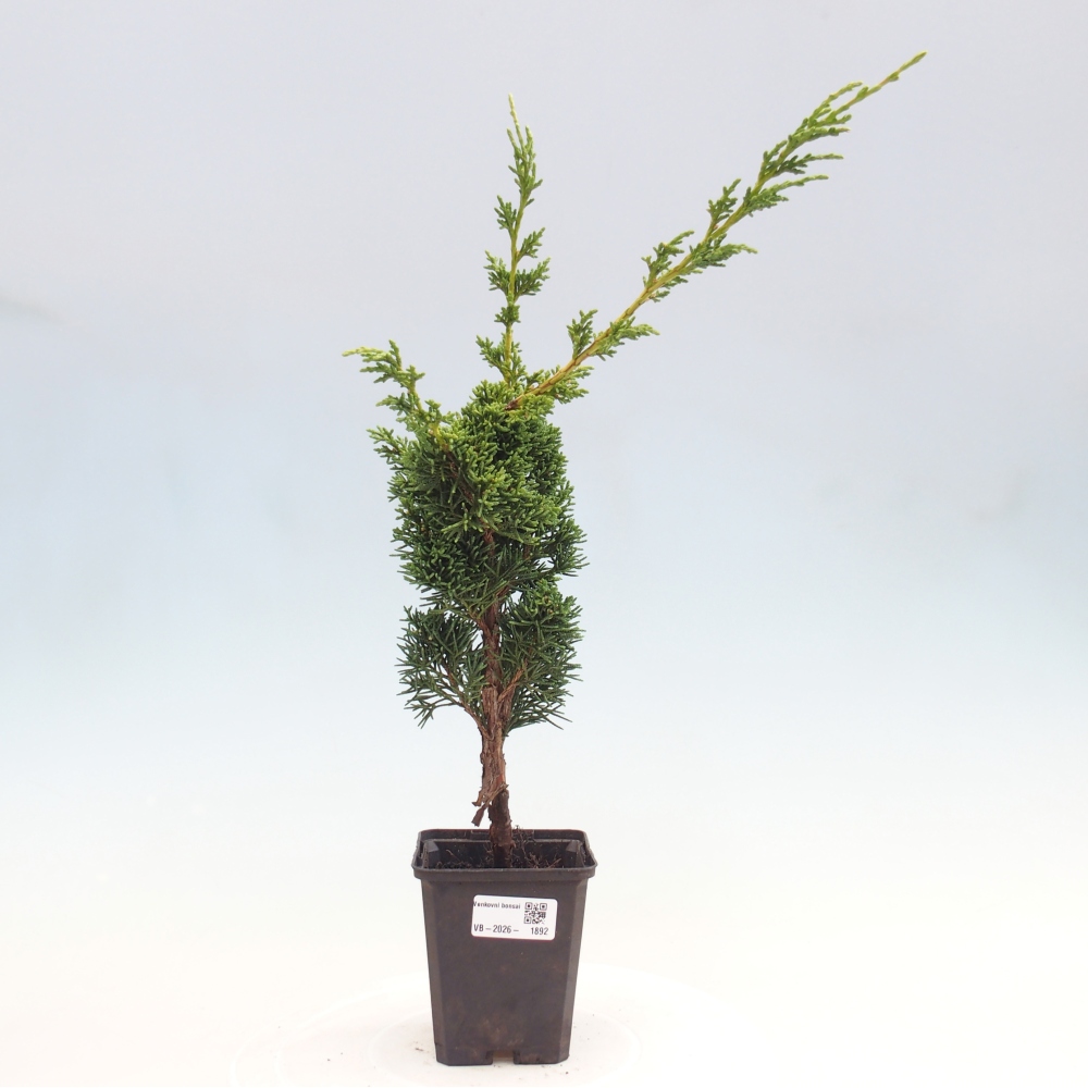 Venkovní bonsai - Juniperus chinensis Kishu -Jalovec čínský