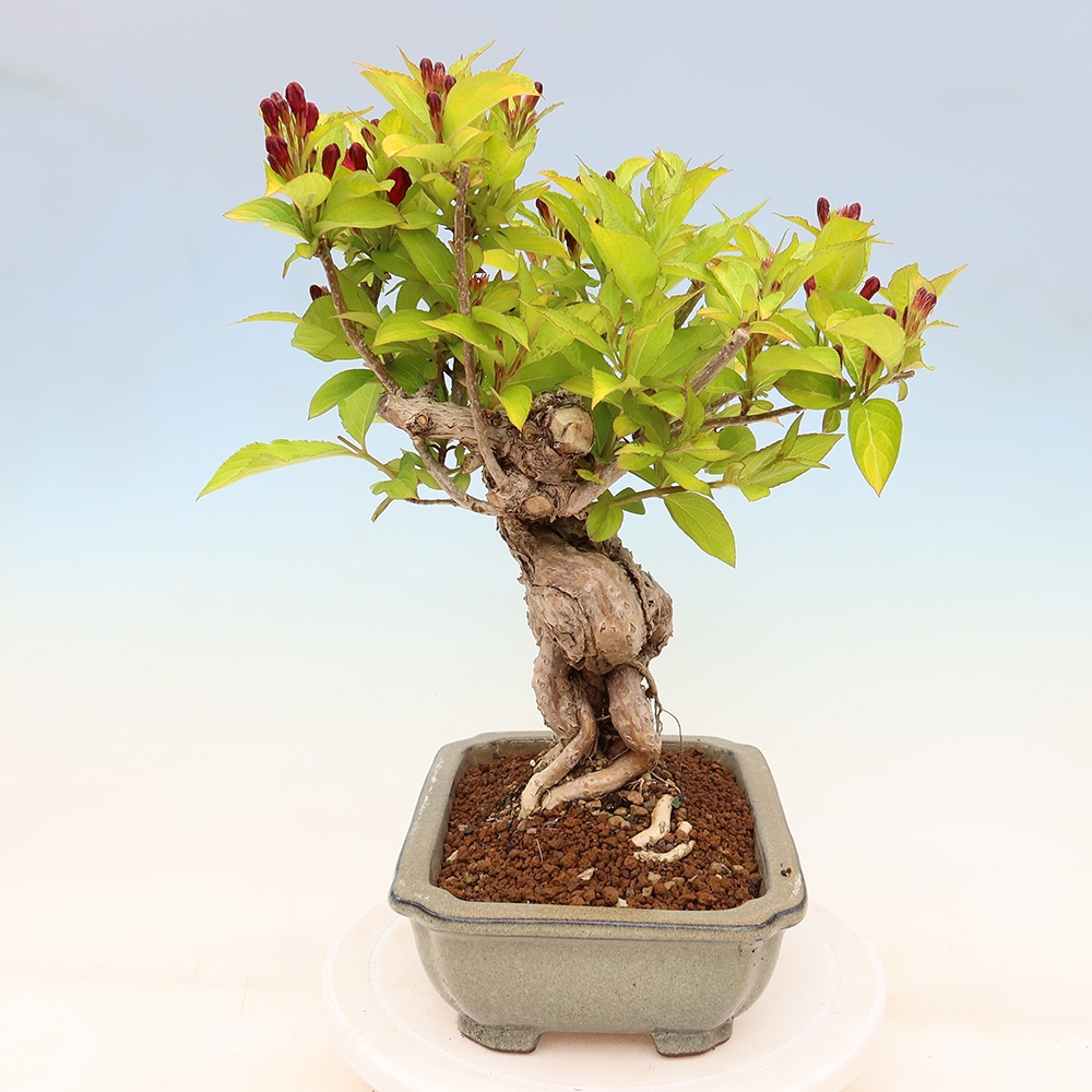 Venkovní bonsai - Weigela subsessilis - Vajgélie korejská