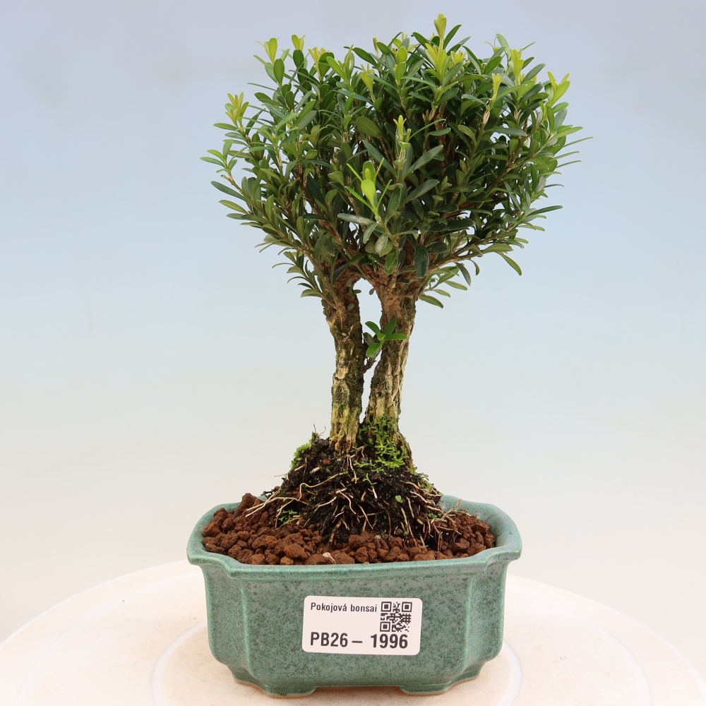 Pokojová bonsai - Buxus harlandii -korkový buxus