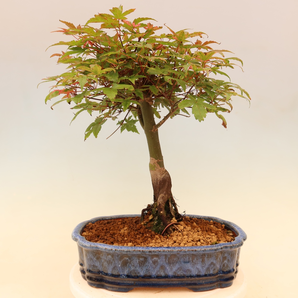 Javor dlanitolistý - Acer palmatum Beni Tsukasa