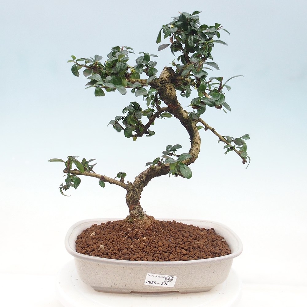 Pokojová bonsai - Carmona macrophylla - Čaj fuki