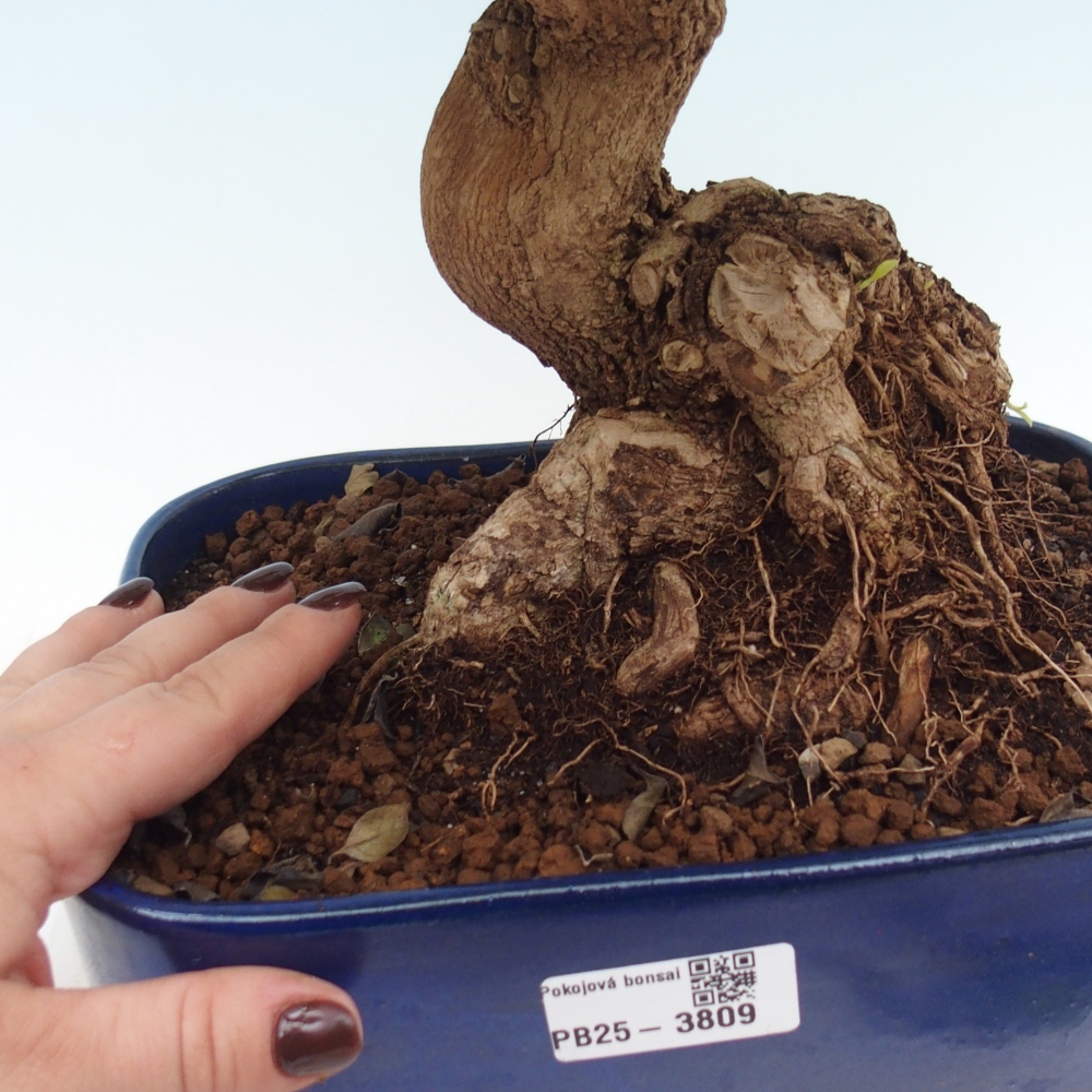 Pokojová bonsai - Duranta erecta Aurea
