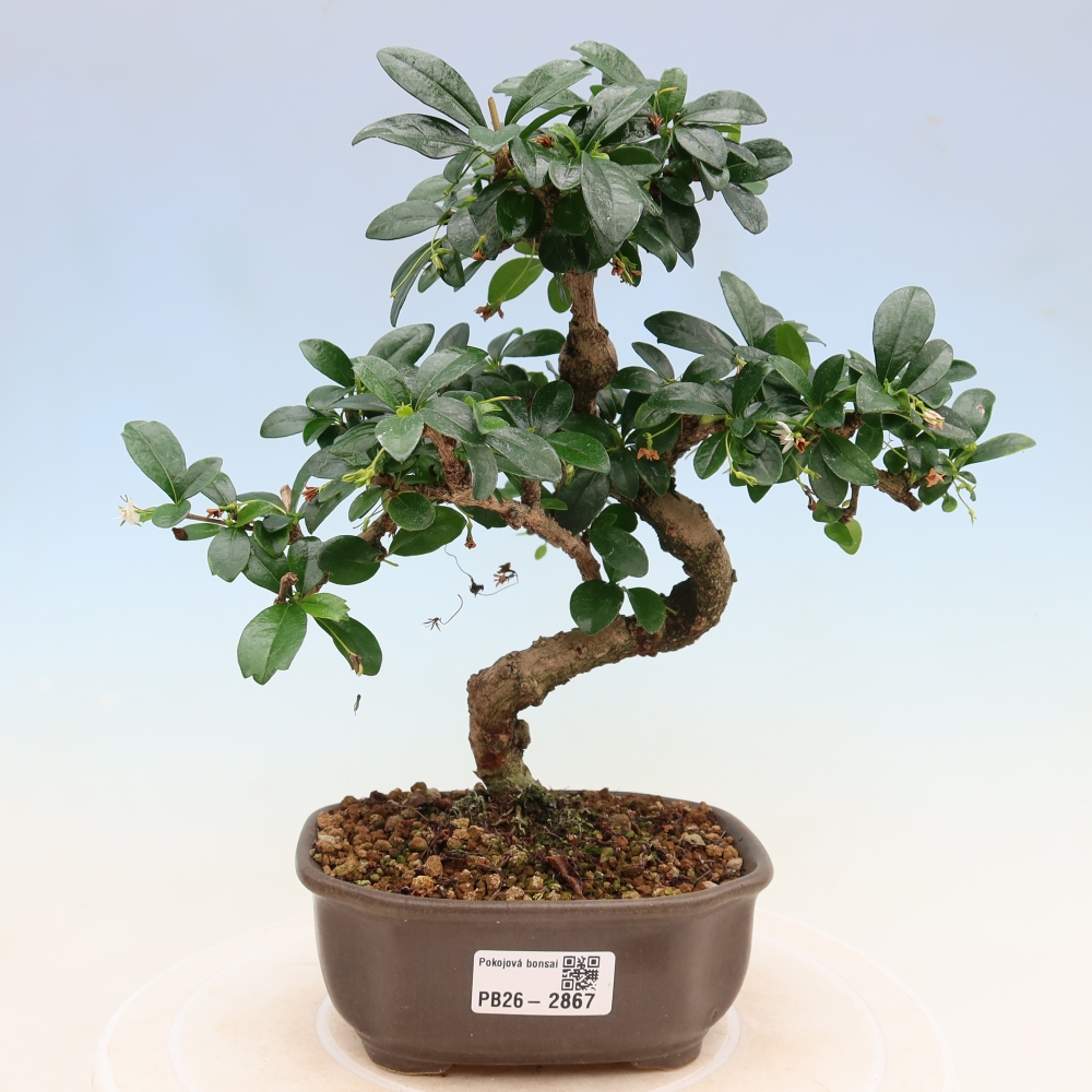Pokojová bonsai - Carmona macrophylla - Čaj fuki