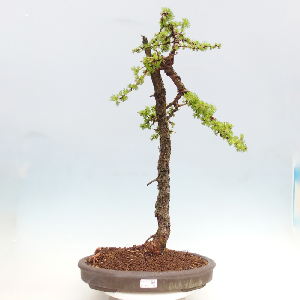Venkovní bonsai -Larix decidua - Modřín opadavý - Pouze paletová přeprava