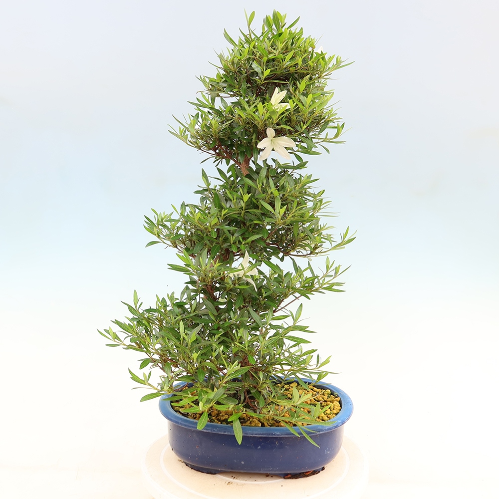 Venkovní bonsai - Japonská azalka - Azalea Hakurin