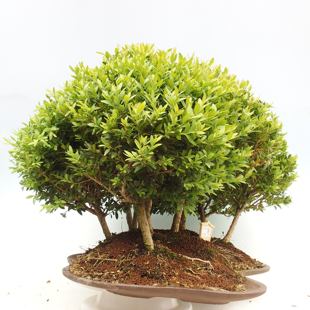 Venkovní bonsai - Buxus sempervirens - zimostráz