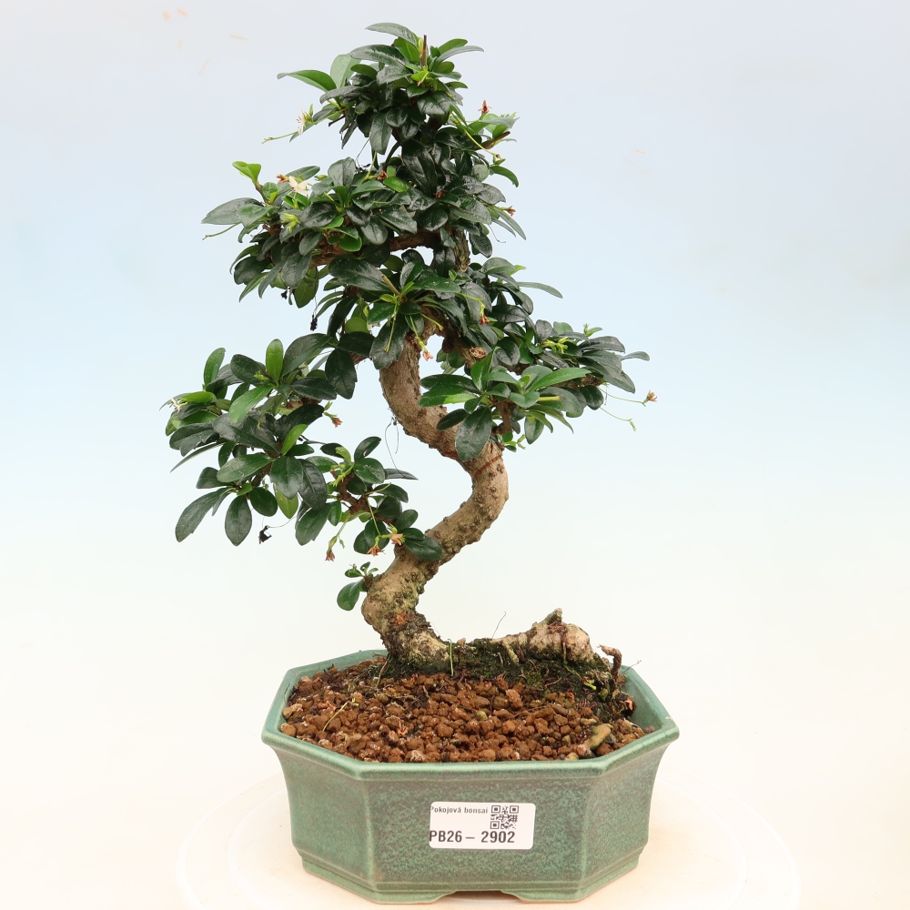 Pokojová bonsai - Carmona macrophylla - Čaj fuki