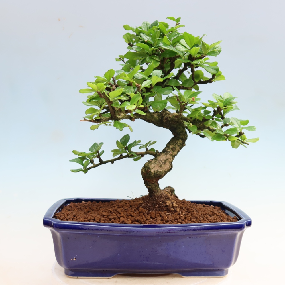 Pokojová bonsai - Carmona macrophylla - Čaj fuki
