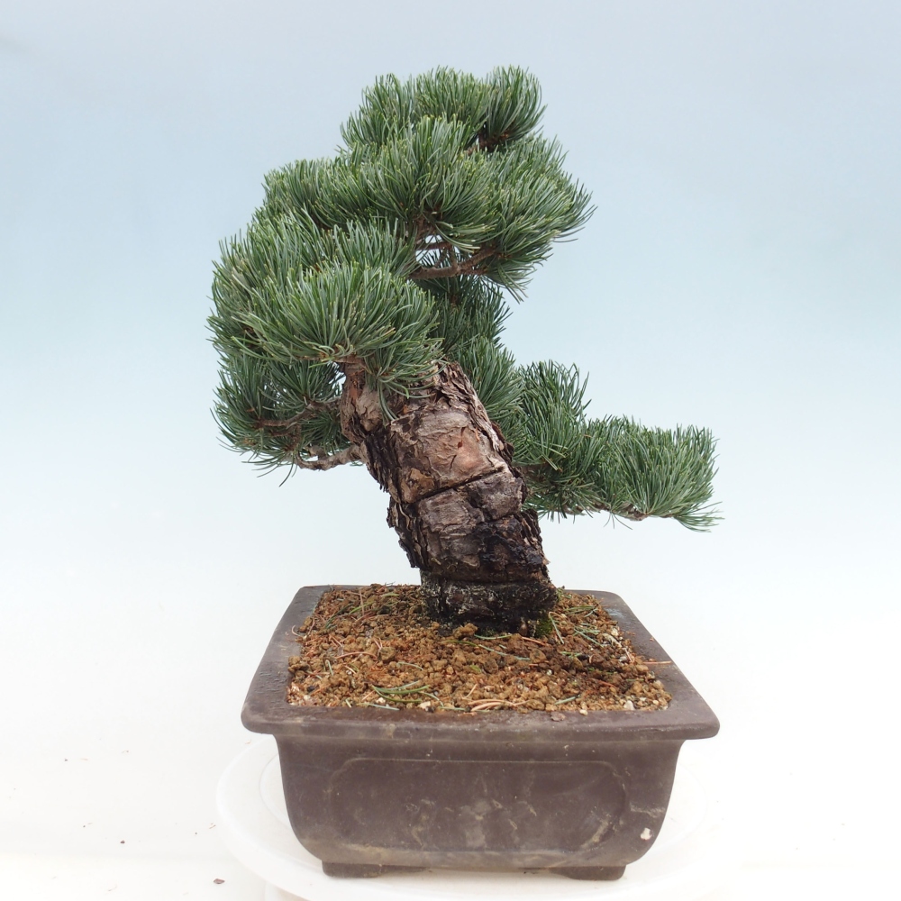 Venkovní bonsai - Pinus parviflora - Borovice drobnokvětá
