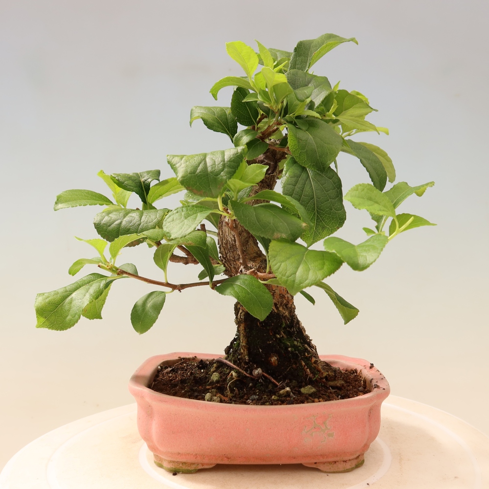 Venkovní bonsai - Celastrus  orbiculatus - Jesenec okrouhlolistý
