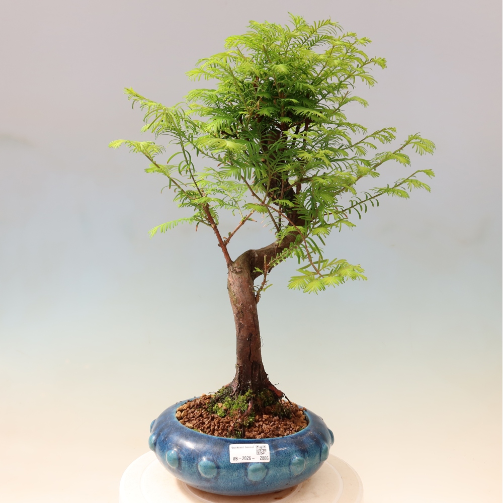 Venkovní bonsai - Metasequoia glyptostroboides - Metasekvoje čínská 