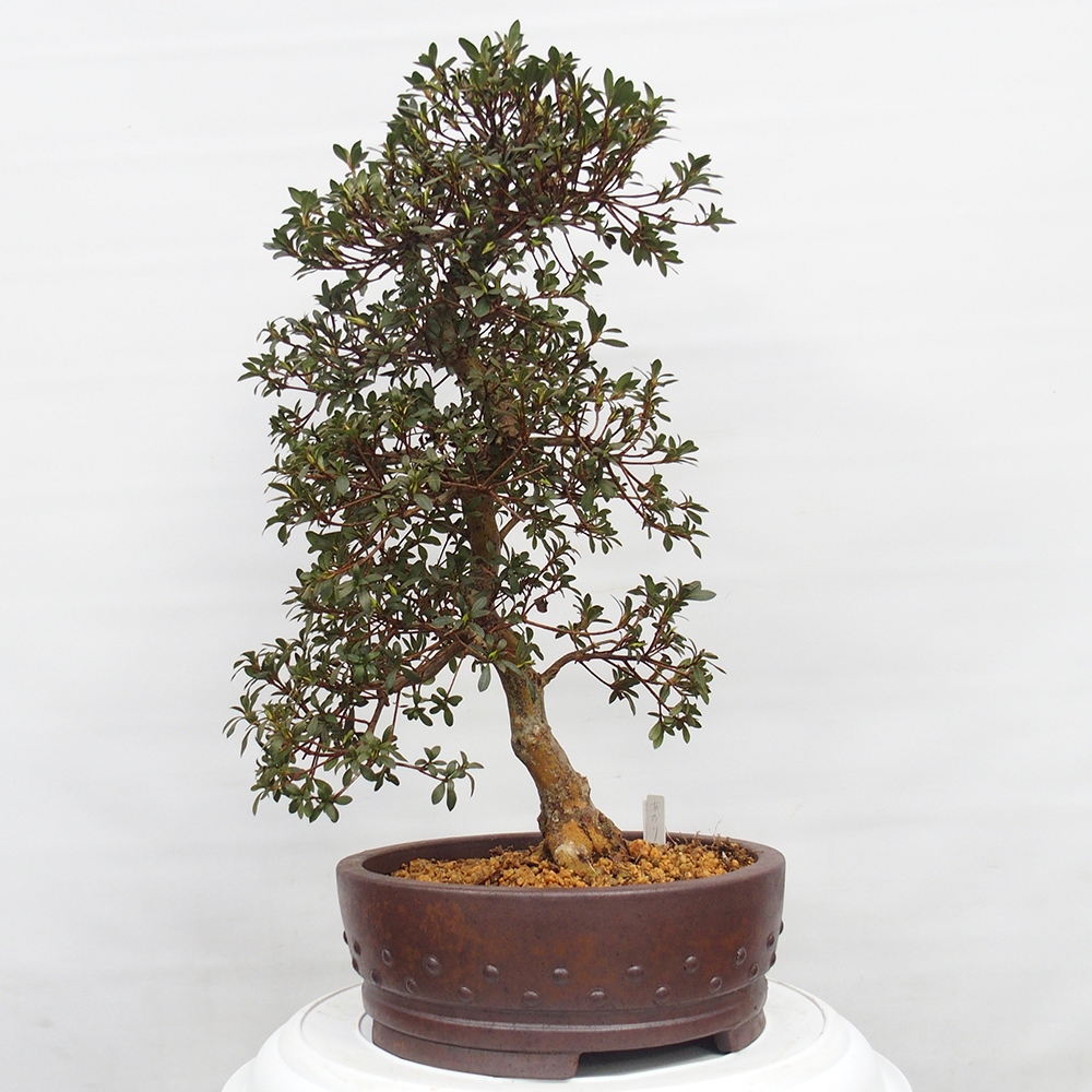 Venkovní bonsai - Japonská azalka - Azalea Akari