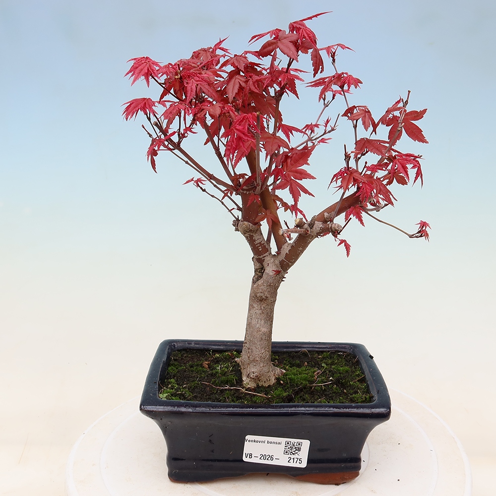 Venkovní bonsai - Javor dlanitolistý - Acer palmatum DESHOJO
