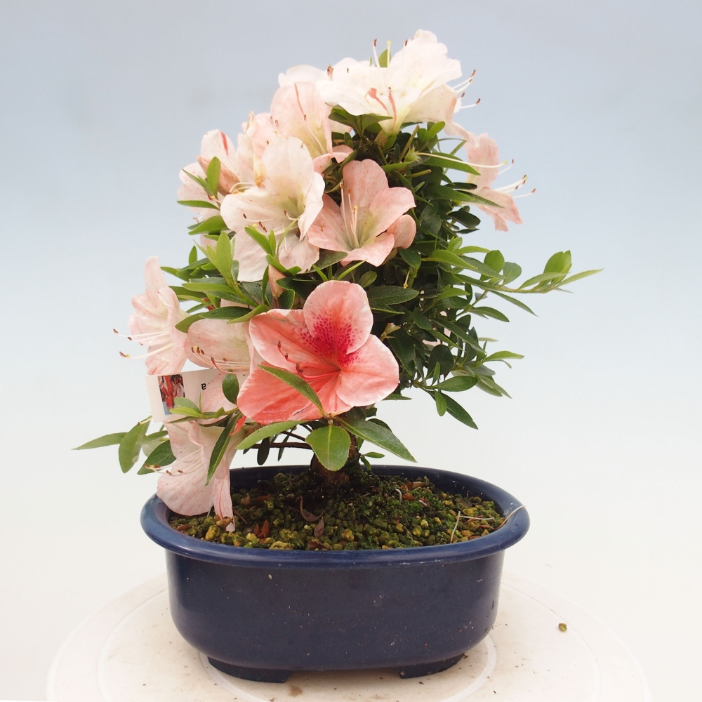 Venkovní bonsai - Japonská azalka - Azalea Asazakura