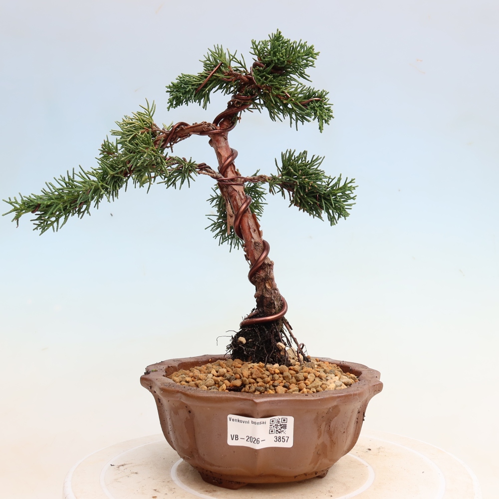 Venkovní bonsai - Juniperus chinensis Kishu -Jalovec čínský