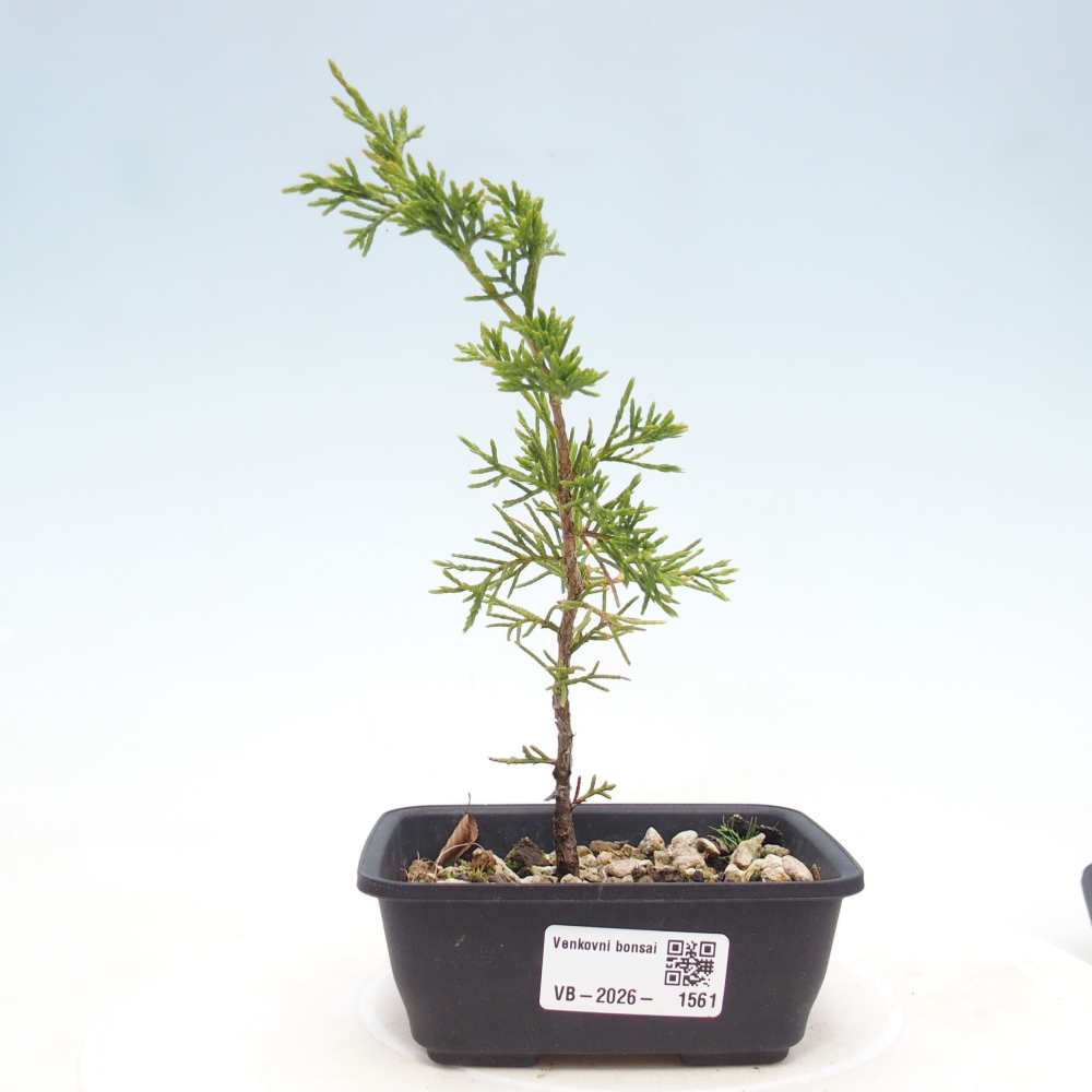 Venkovní bonsai - Juniperus chinensis Itoigawa -Jalovec čínský