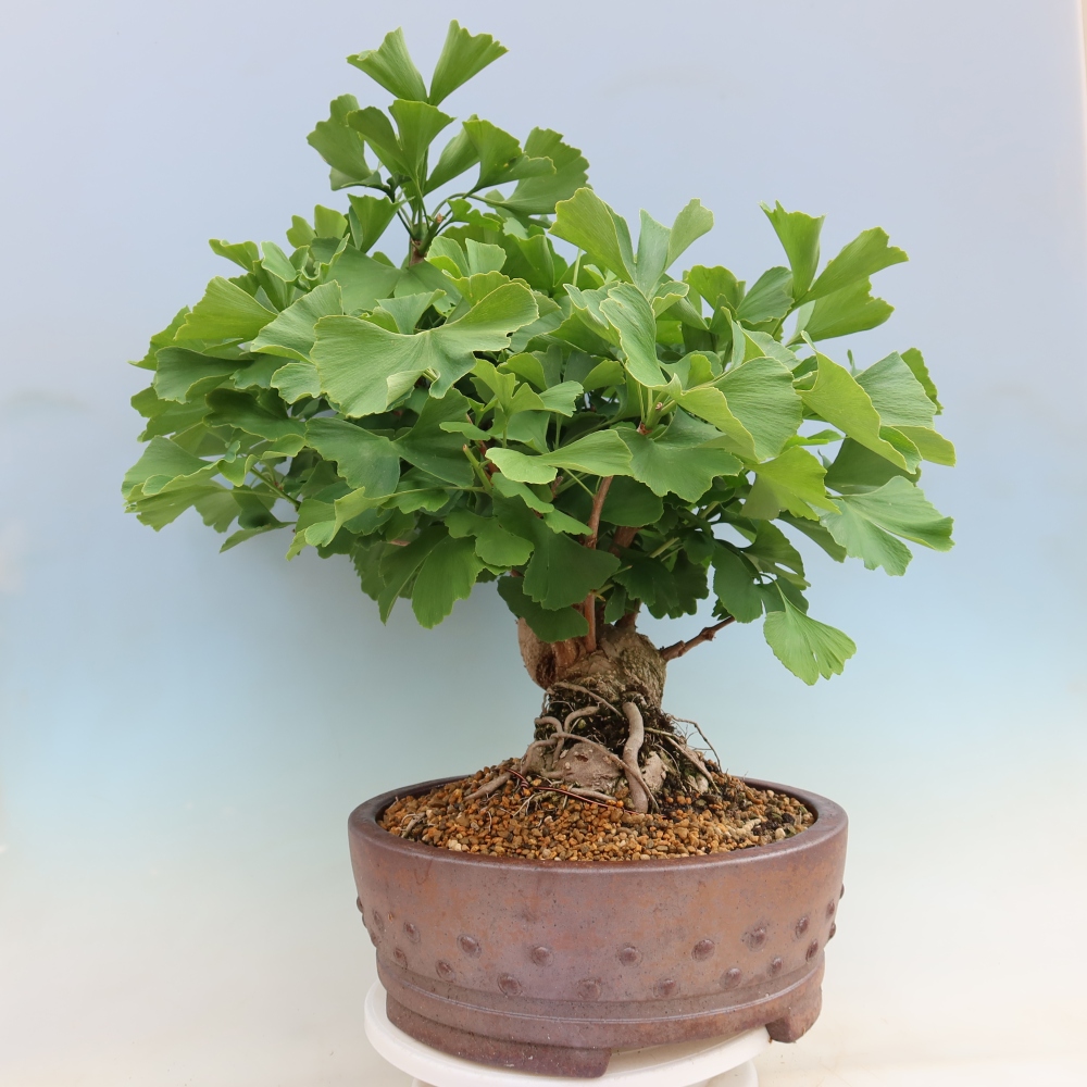 Venkovní bonsai - Jinan dvoulaločný - Ginkgo biloba