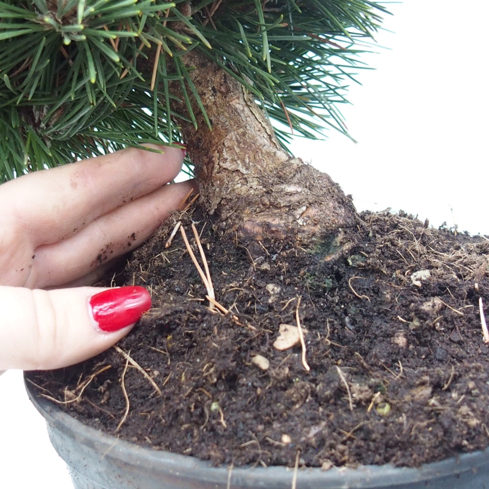 Venkovní bonsai - Pinus thunbergii senjyumaru - Borovice thunbergova