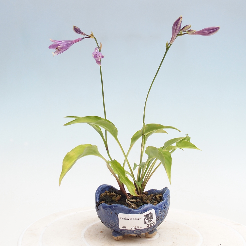 Venkovní bonsai - Mini Hosta - Bohyška