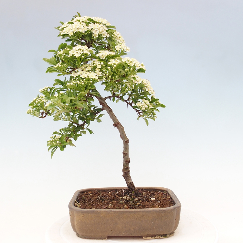 Venkovní bonsai-Pyracanta Teton -Hlohyně