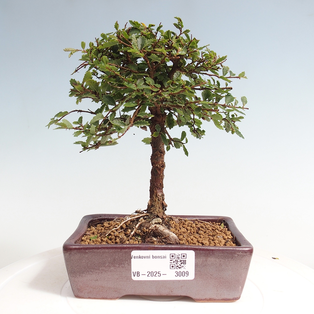 Venkovní bonsai - Ulmus parvifolia Sagei - Malolistý jilm