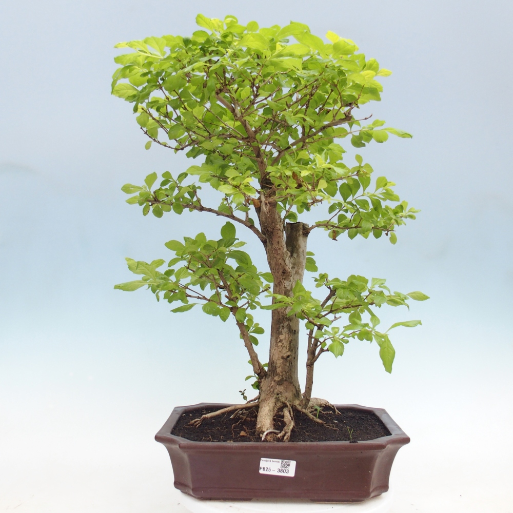 Pokojová bonsai - Duranta erecta Aurea
