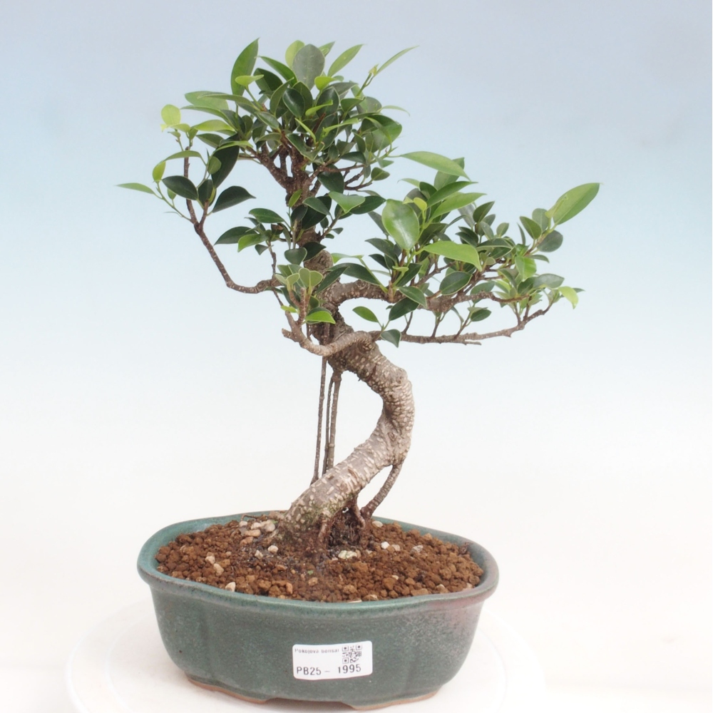 Pokojová bonsai - Ficus retusa -  malolistý fíkus