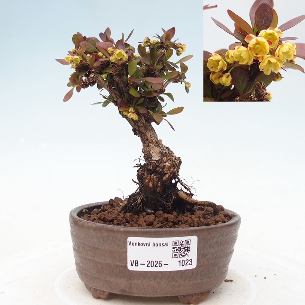 Venkovní bonsai - Berberis Thunbergii Bagatelle - Dřištál