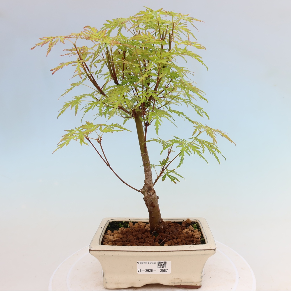 Venkovní bonsai - Acer palmatum Dissectum - Javor dlanitolistý 