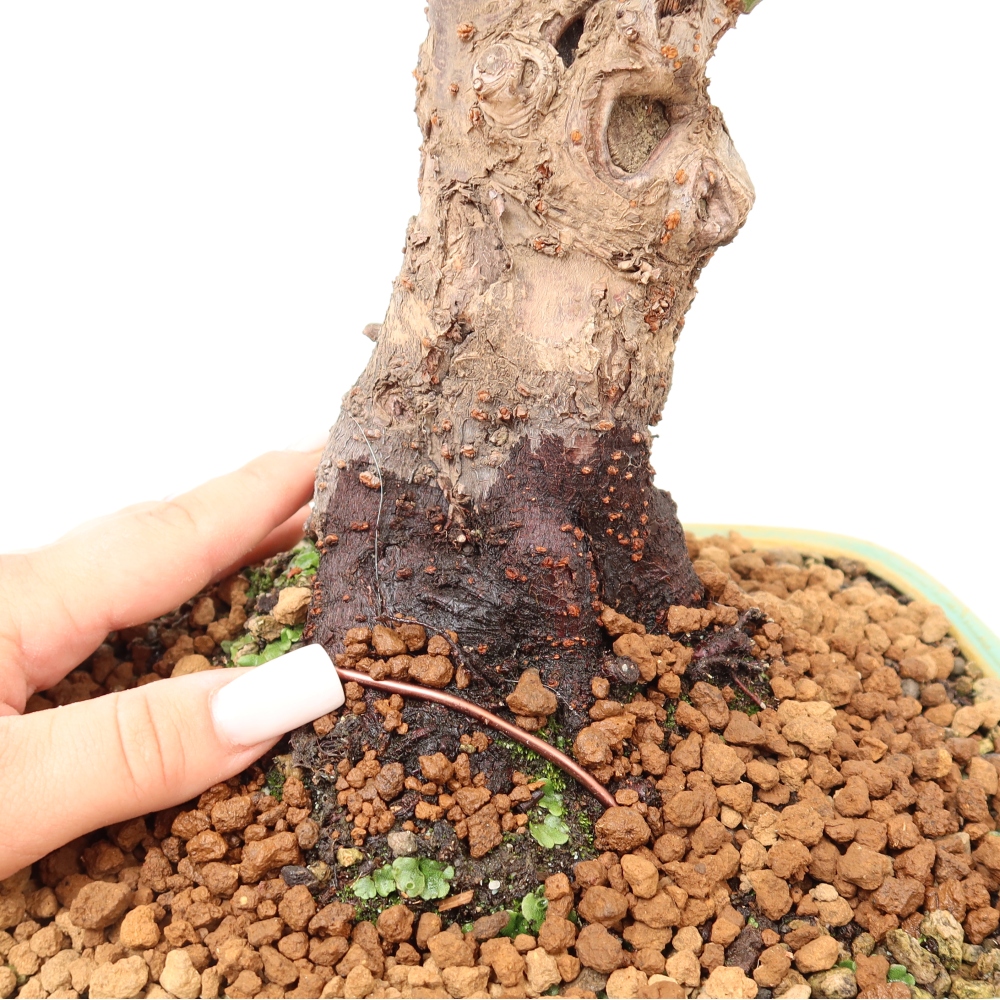 Venkovní bonsai -Japonská meruňka - Prunus Mume