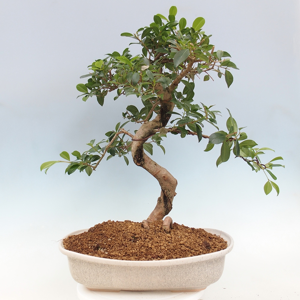 Pokojová bonsai - Australská třešeň - Eugenia uniflora - POUZE OSOBNÍ ODBĚR nebo paletová přeprava