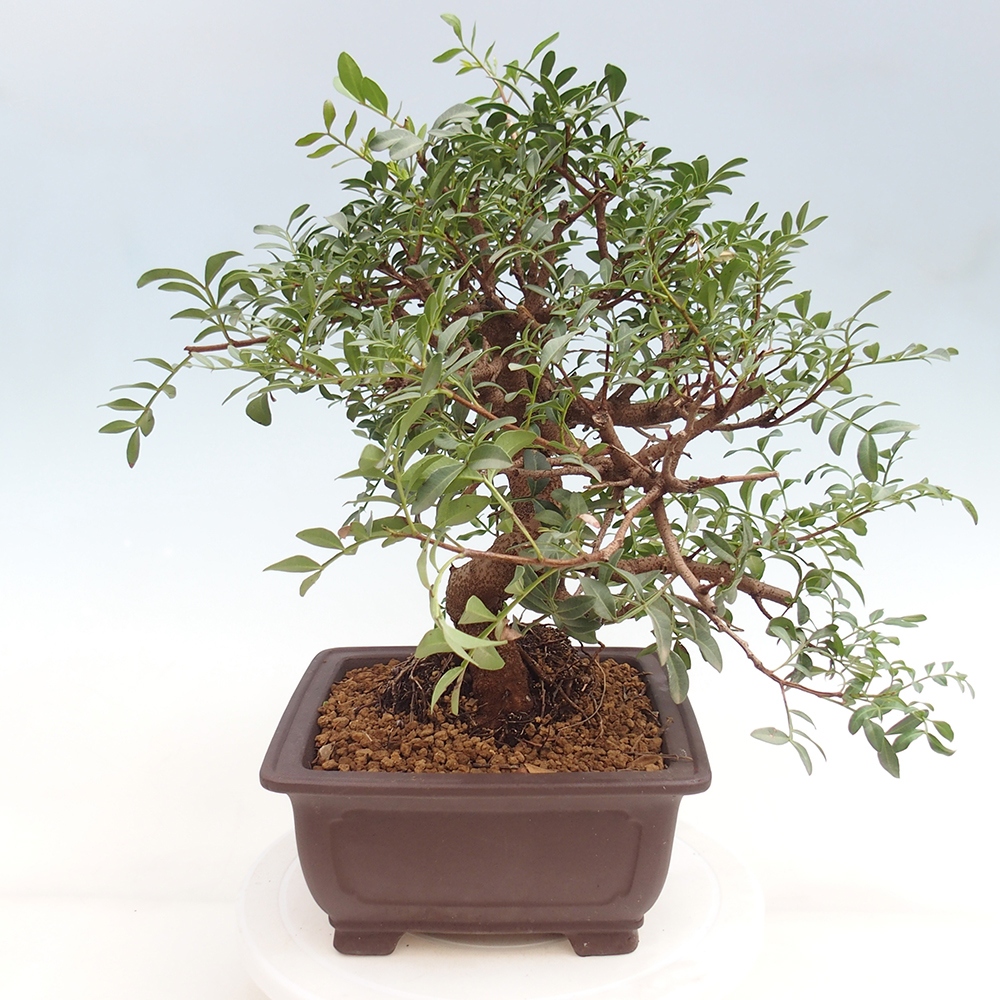 Pokojová bonsai -  Pistácie