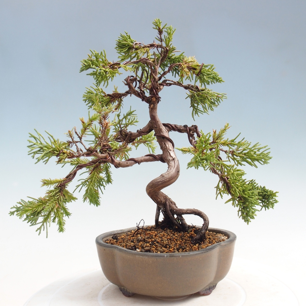 Venkovní bonsai - Juniperus chinensis Kishu -Jalovec čínský
