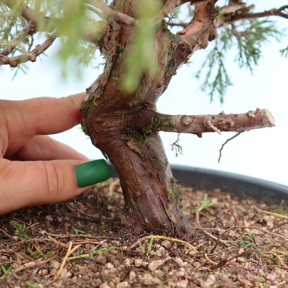 Venkovní bonsai - Juniperus chinensis Itoigawa-Jalovec čínský